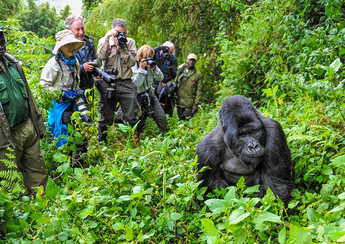 Uganda gorilla trekking permits and guided safari packages