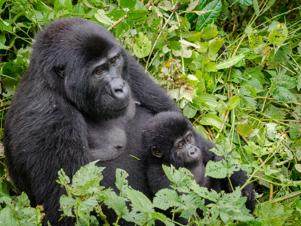 Gorilla Trekking in Uganda and Rwanda with Nextgen Safaris