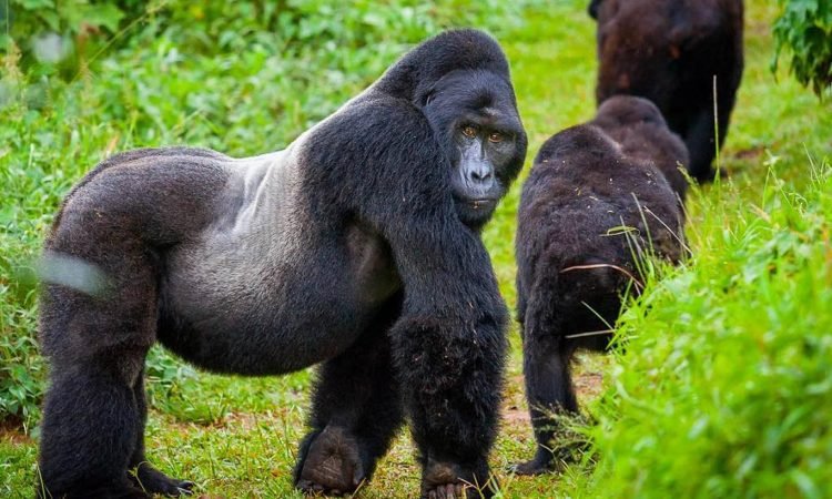 Italian Speaking Guides on Uganda and Rwanda Safari