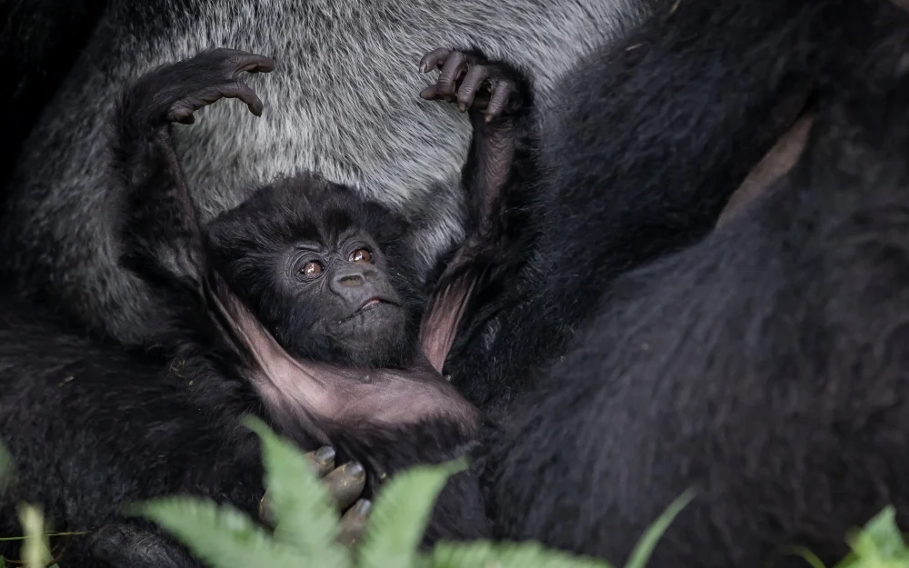 How Long Should Gorilla Trekking from Luxembourg Take?
