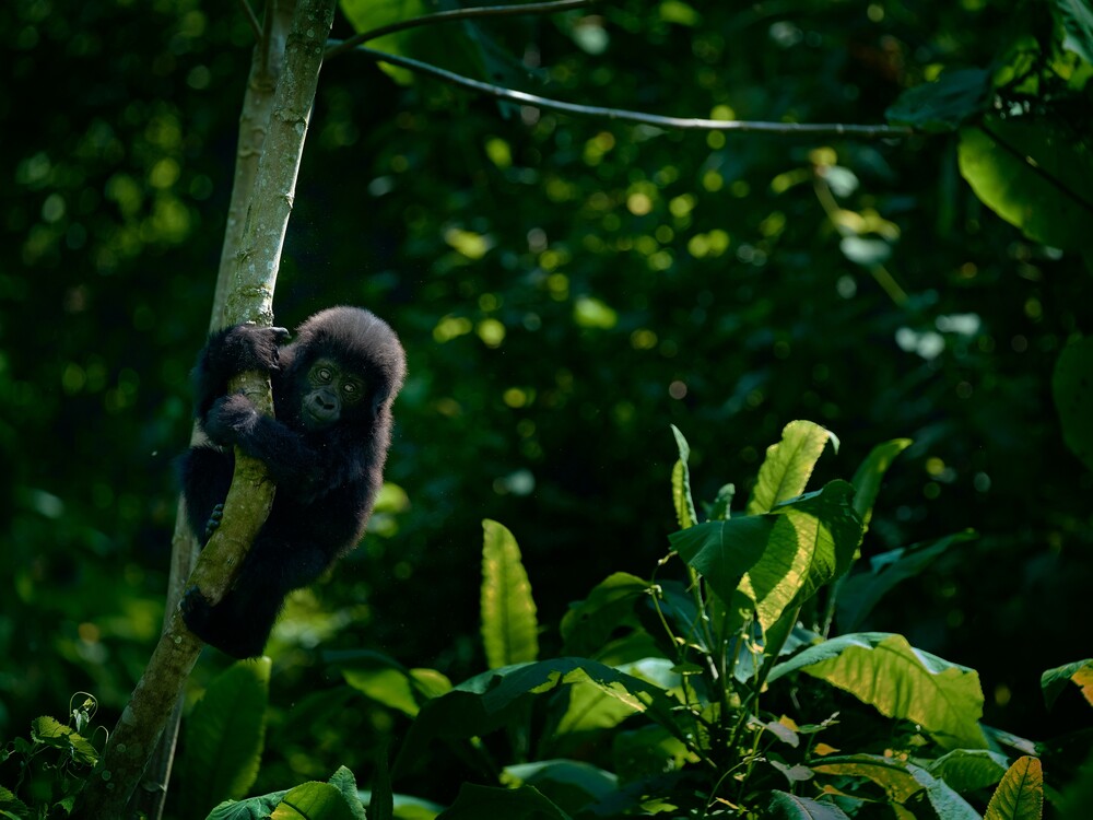 Gorilla Trekking from Norway to Uganda & Rwanda