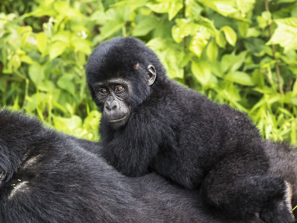 Gorilla Trekking from Austria to Uganda & Rwanda