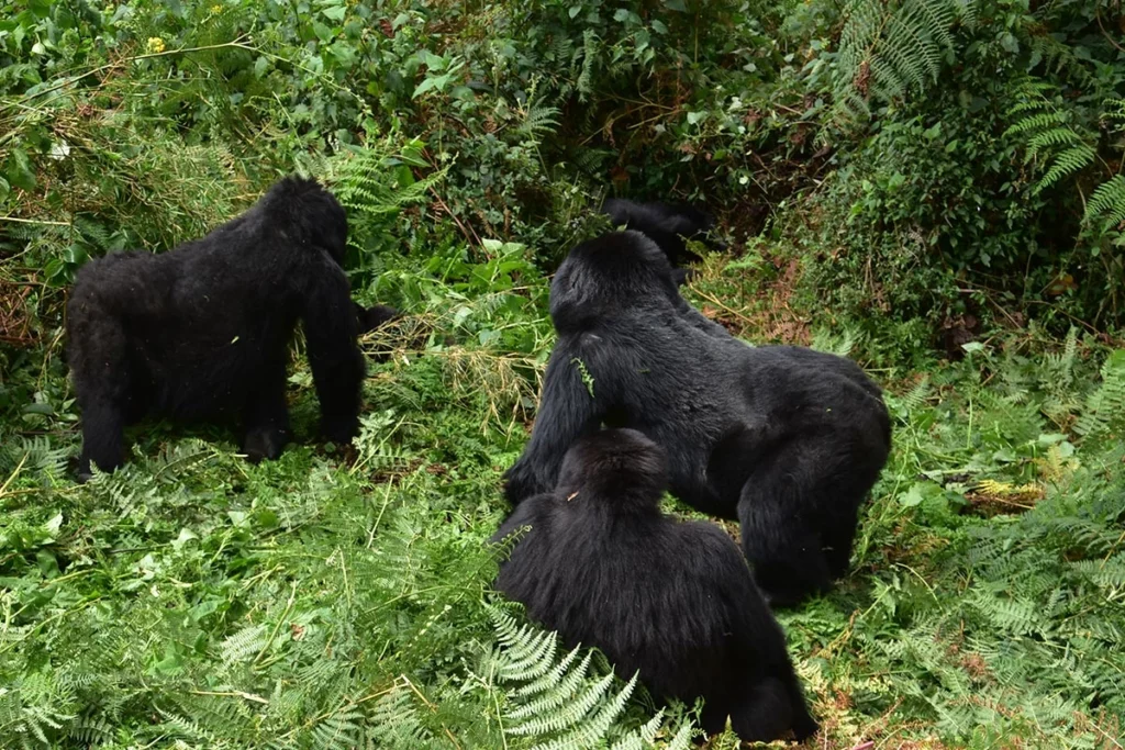 Gorilla Trekking from Norway to Uganda & Rwanda