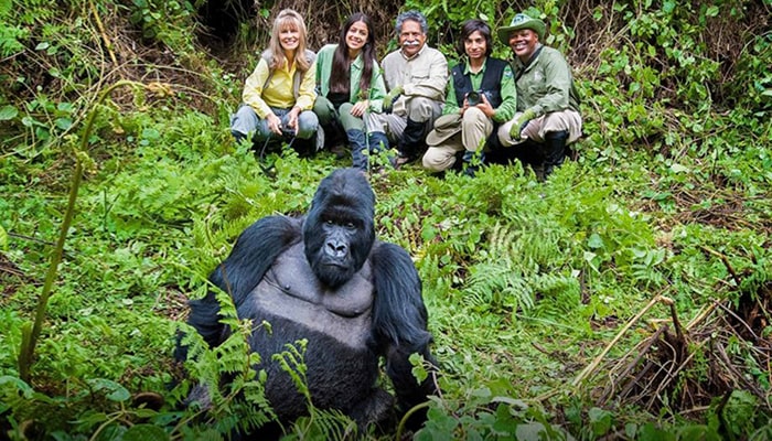 4 Days Gorilla Trekking Rwanda for Seniors – Less Steep Trek Option