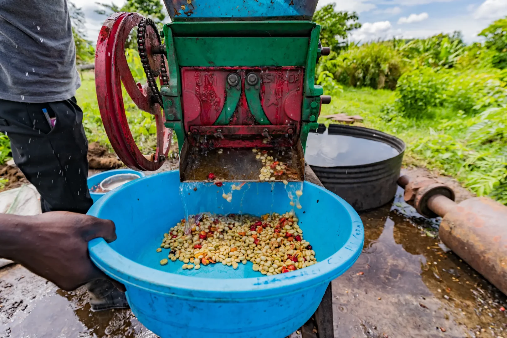 Harvesting, drying, preparing coffee the traditional way