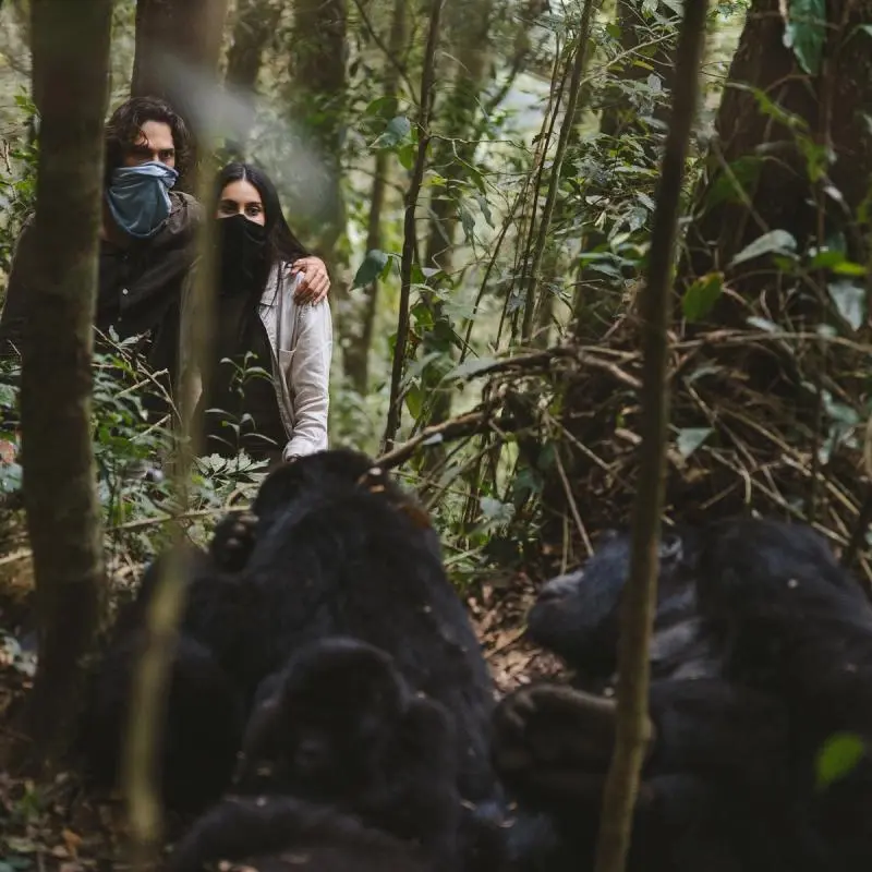 Honeymooners gorilla trekking by Nextgen Safaris