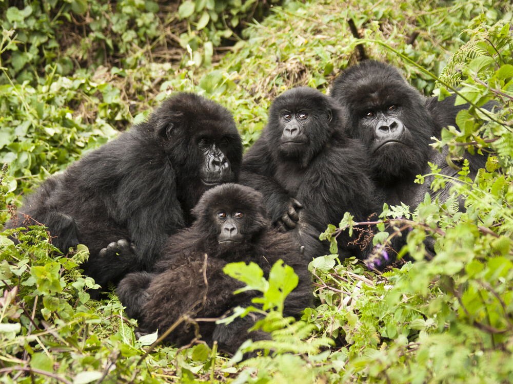 8 Days Gorilla Trekking Rwanda – Volcanoes & Nyungwe Forest Primates