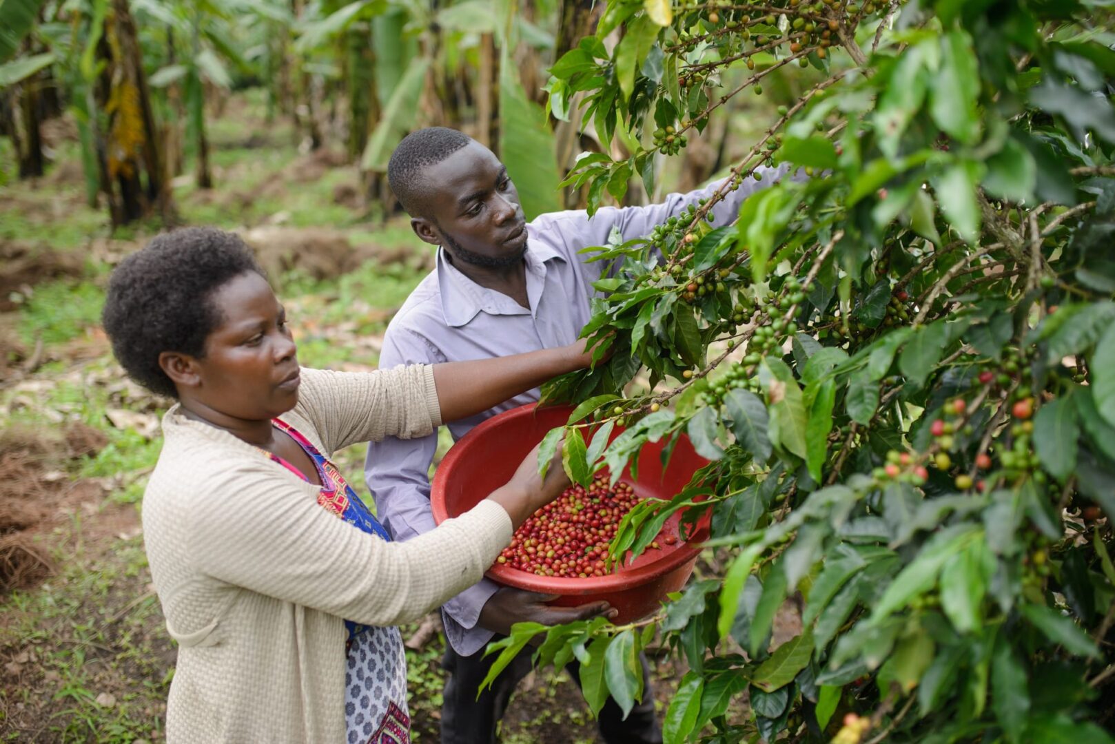 How this coffee project supports the community
