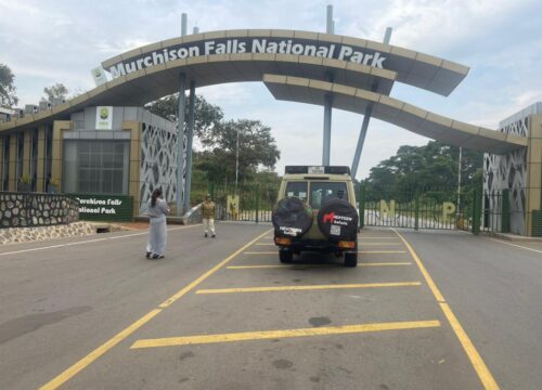 What to Do in Murchison Falls National Park – Complete Guide to Uganda’s Most Powerful Safari Destination