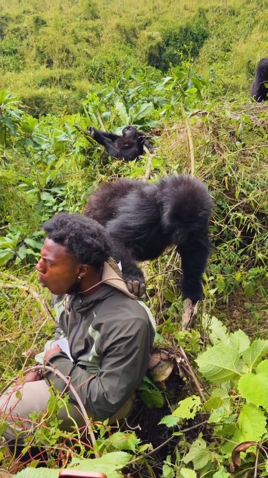 IShowSpeed gorilla trekking in Volcanoes National Park Rwanda