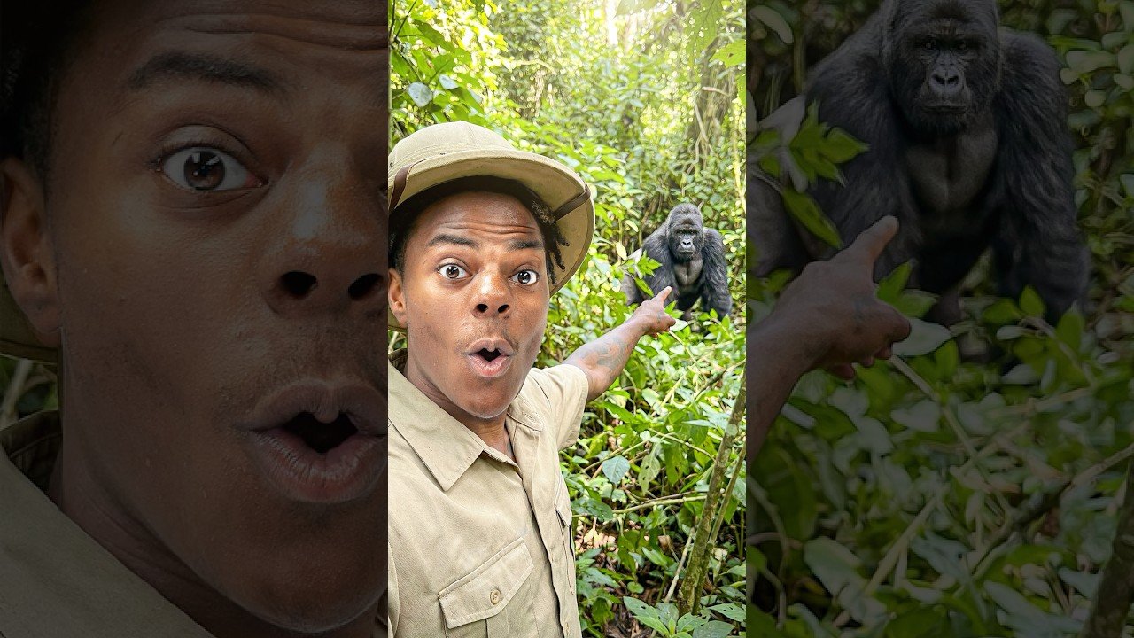 Gorilla Trekking