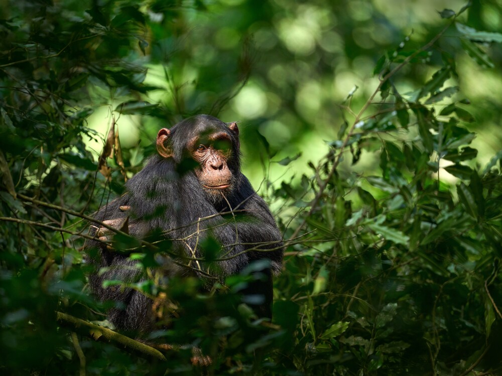Kibale National Park chimpanzee trekking