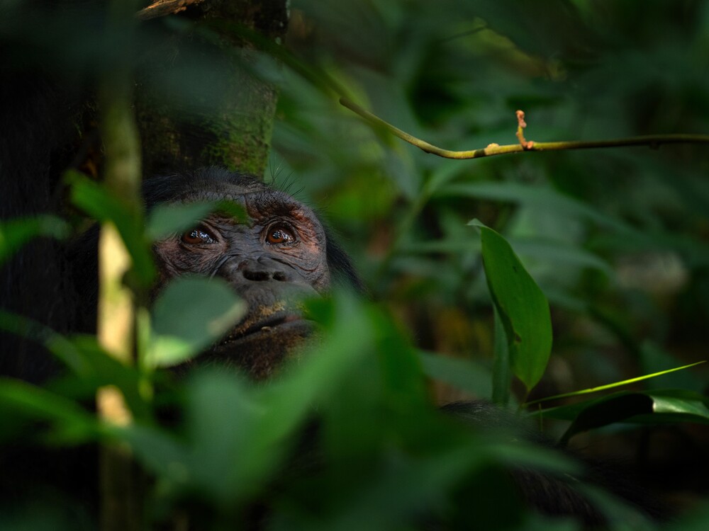 2 Days Chimpanzee Habituation Safari in Kibale National Park