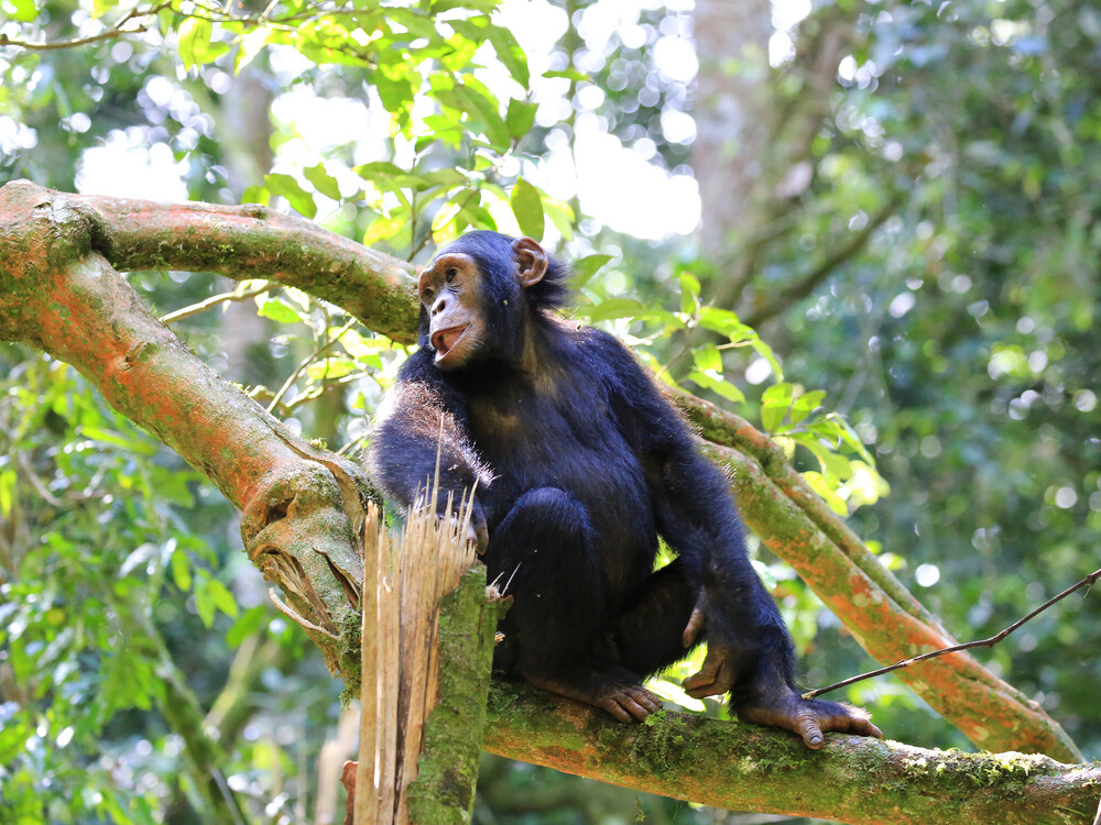 Chimpanzees trekking in Kibale National Park