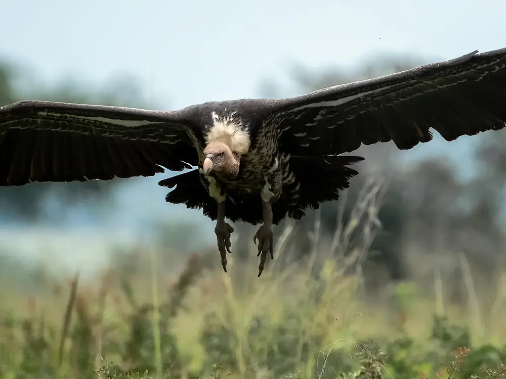 Birds in Kidepo Valley National Park