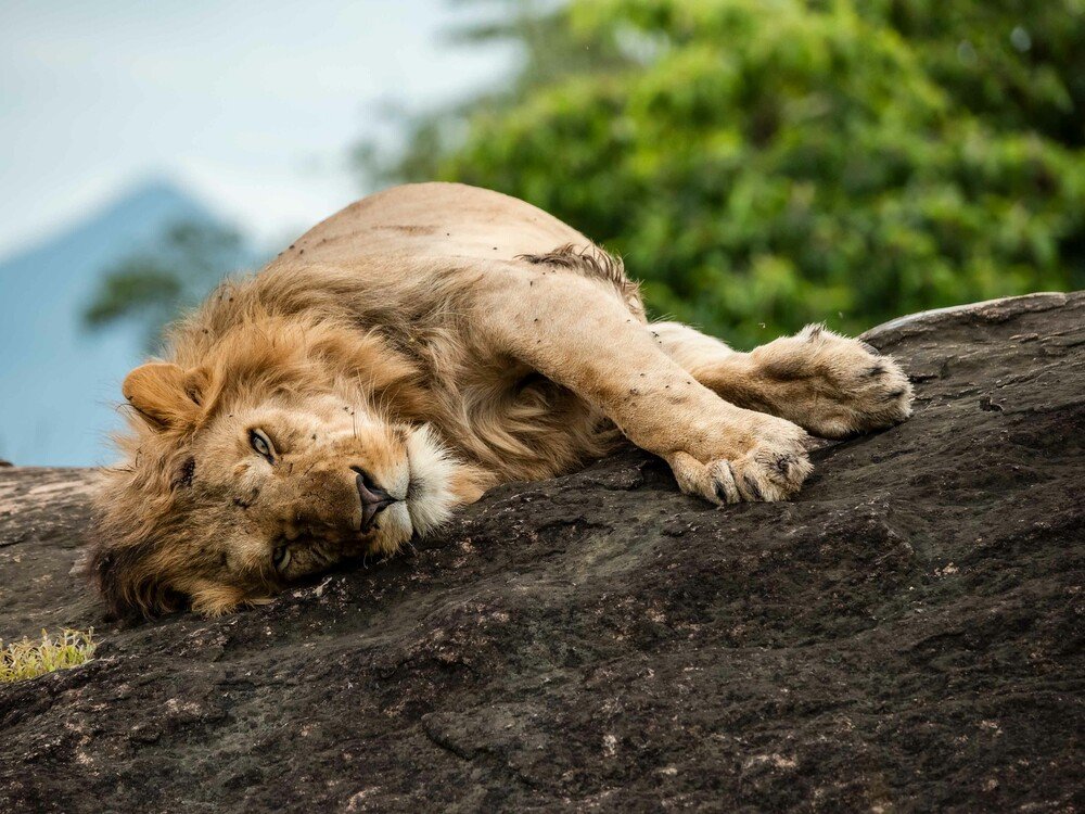 Visiting Uganda in December | Safari, Weather & Gorilla Trekking Guide