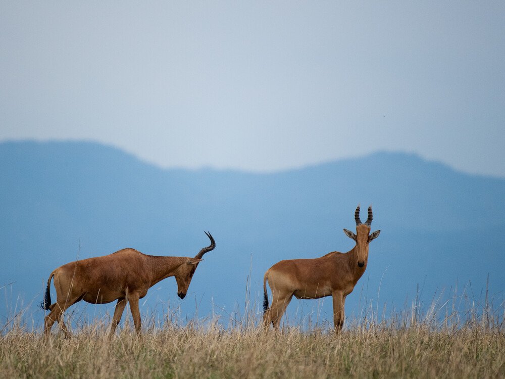 Visiting Uganda in August | Safari, Weather & Gorilla Trekking Guide