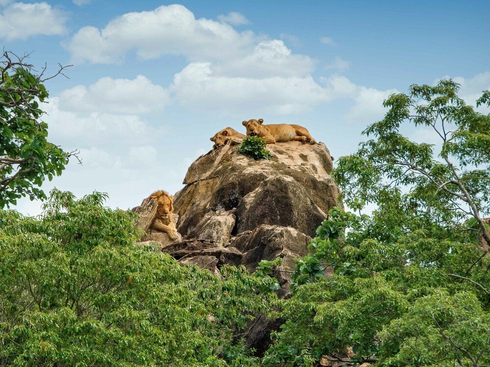 Kidepo Valley National Park Lions – Uganda Wildlife Photography Safari Lions on a Game Drive in Kidepo Valley National Park Uganda