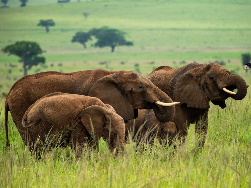 What a Walking Safari Really Is