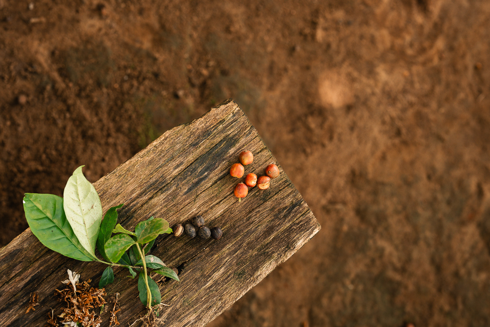 Luxury Coffee Tasting Experience in Uganda