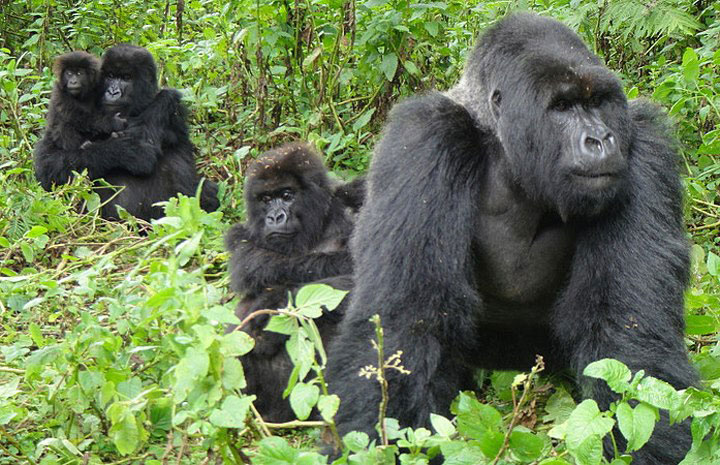 Mountain Gorilla Families in Uganda by Elevana