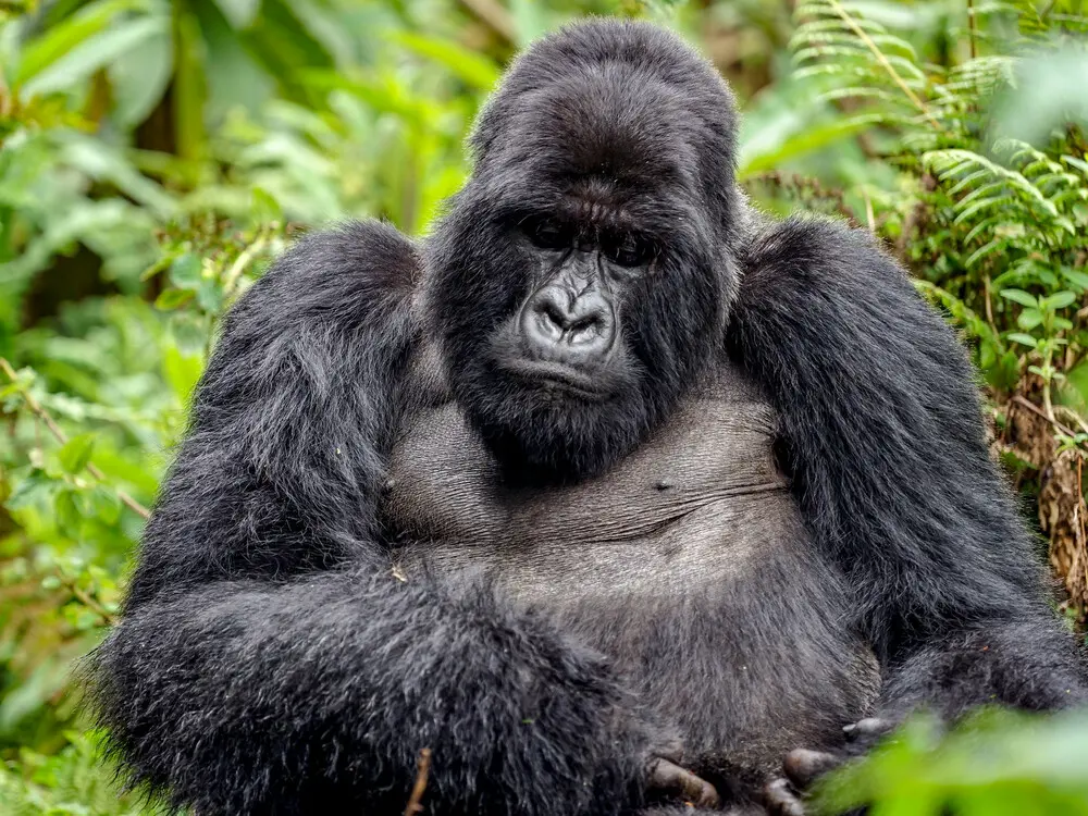 10 Days Luxury Gorilla Trekking Rwanda Honeymoon Safari