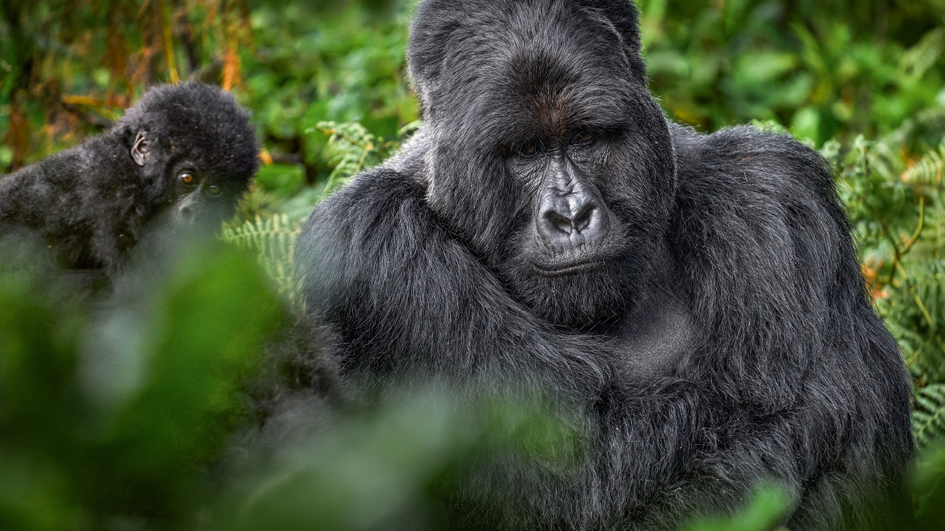 Sample Budget Gorilla Habituation Itineraries
