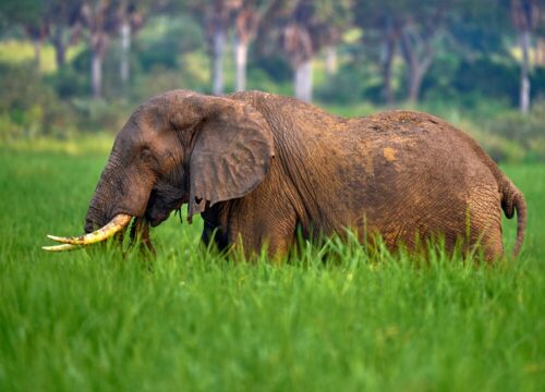 10-Days Uganda Gorilla Chimpanzee and Wildlife Safari