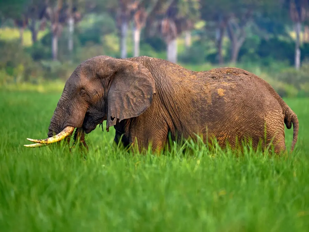 10-Days Uganda Gorilla Chimpanzee and Wildlife Safari