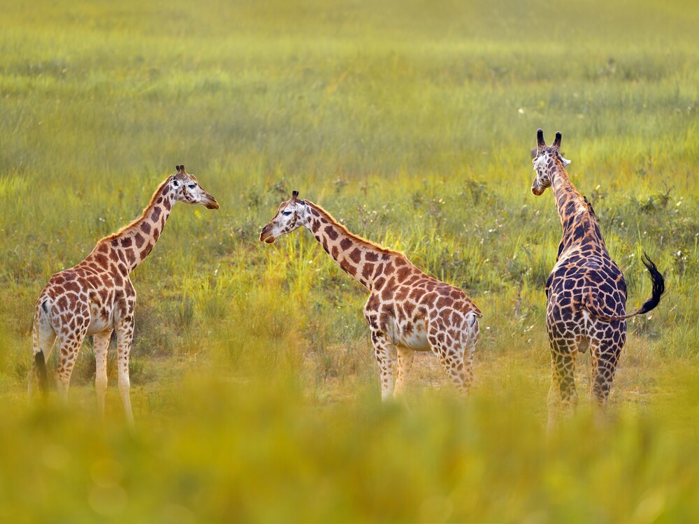 Giraffes on a game drive in Murchison Falls National Park