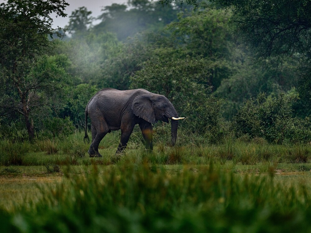 Lions in Murchison Falls National Park