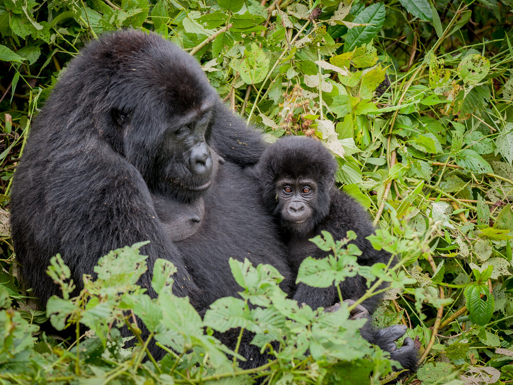 3 Days Gorilla Trekking Rwanda – Classic Volcanoes National Park Safari