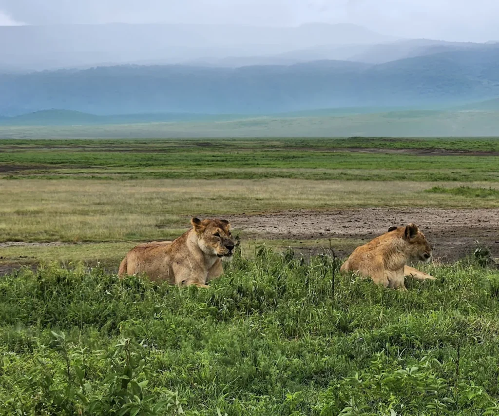 Serengeti National Park to Ngorongoro Crater