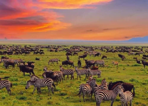 3 Days Tarangire and Ngorongoro Crater Safari