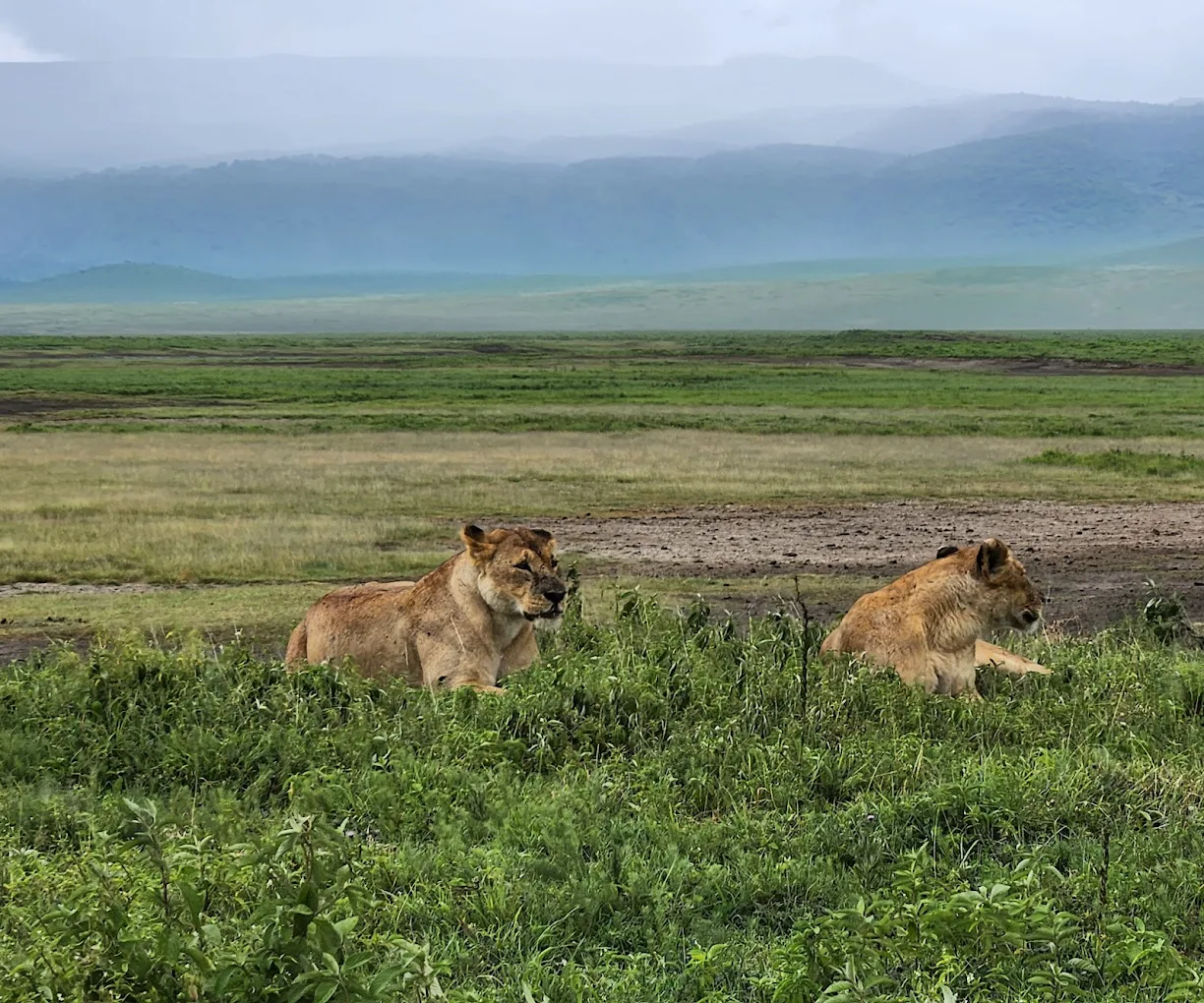 Ngorongoro Conservation Area scenic landscape