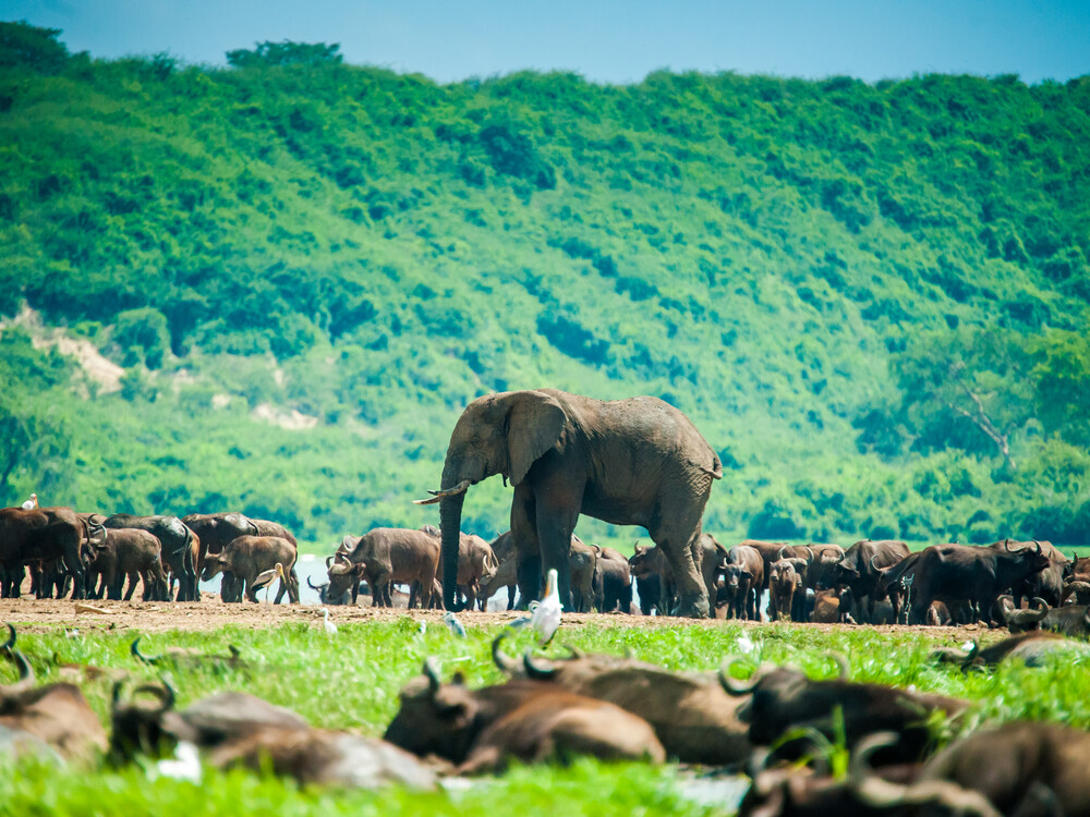Elephants on a game drive in Queen Elizabeth National Park