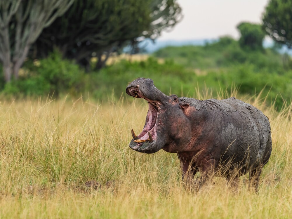 Hippo in Queen Elizabeth National Park