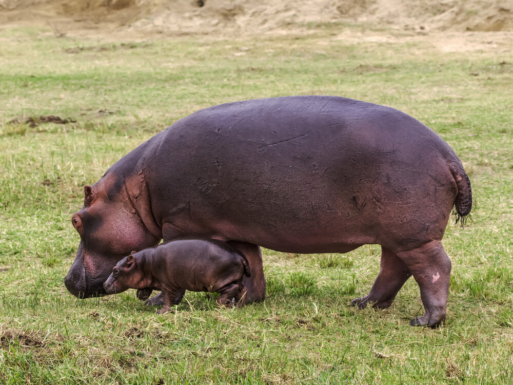 Why Queen Elizabeth National Park Is Unique for Walking Safaris
