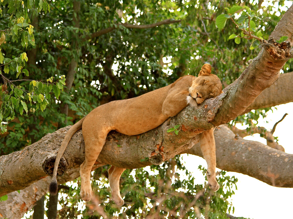 Lions in Queen Elizabeth National Park