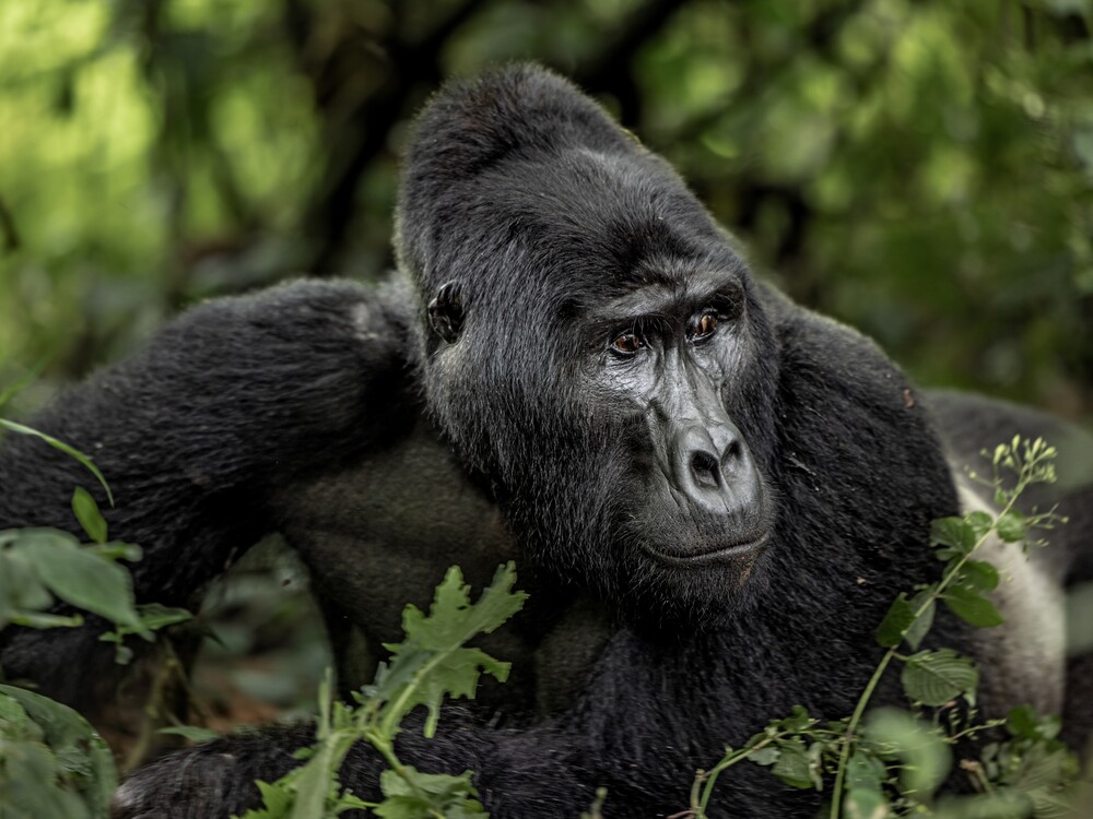 Gorilla Trekking from Switzerland to Uganda & Rwanda