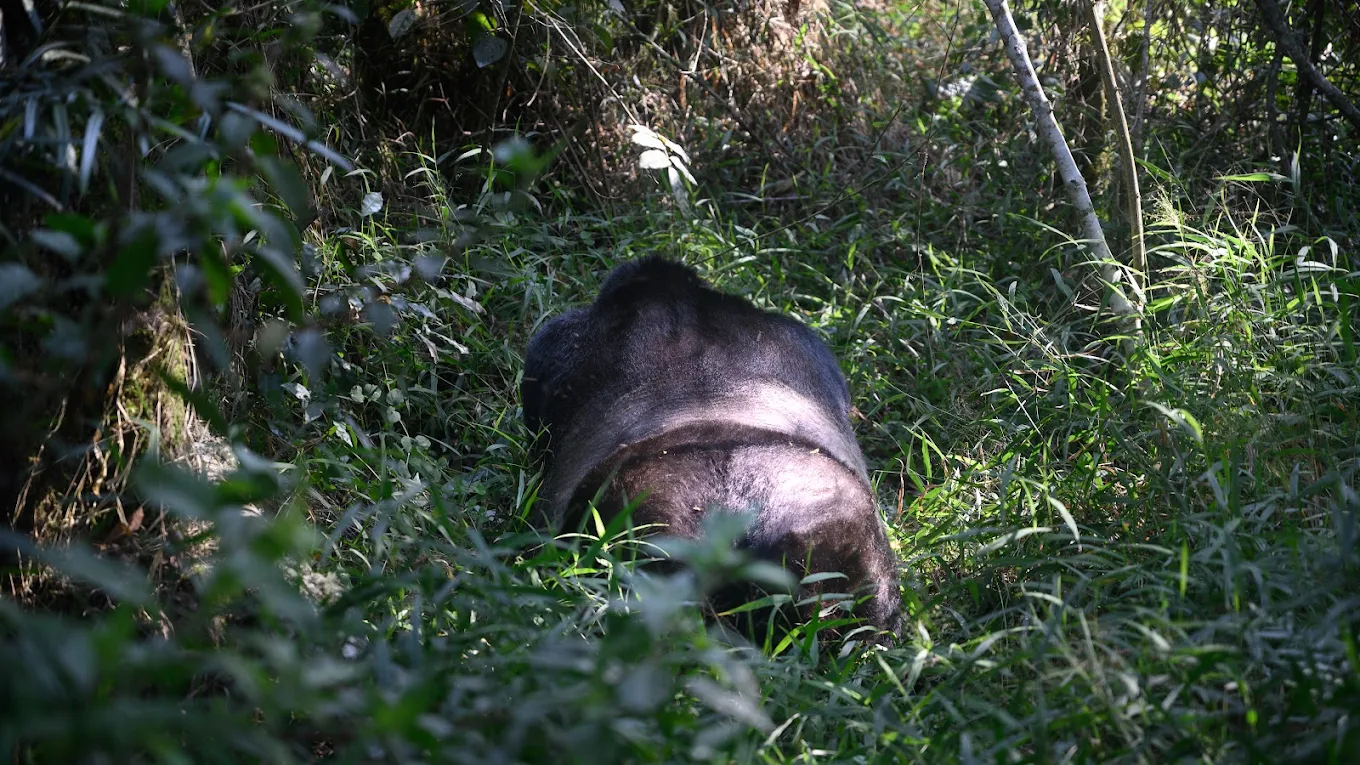 FAQs: Gorilla Habituation (Price, Permits, Age Limits & Success Rate)
