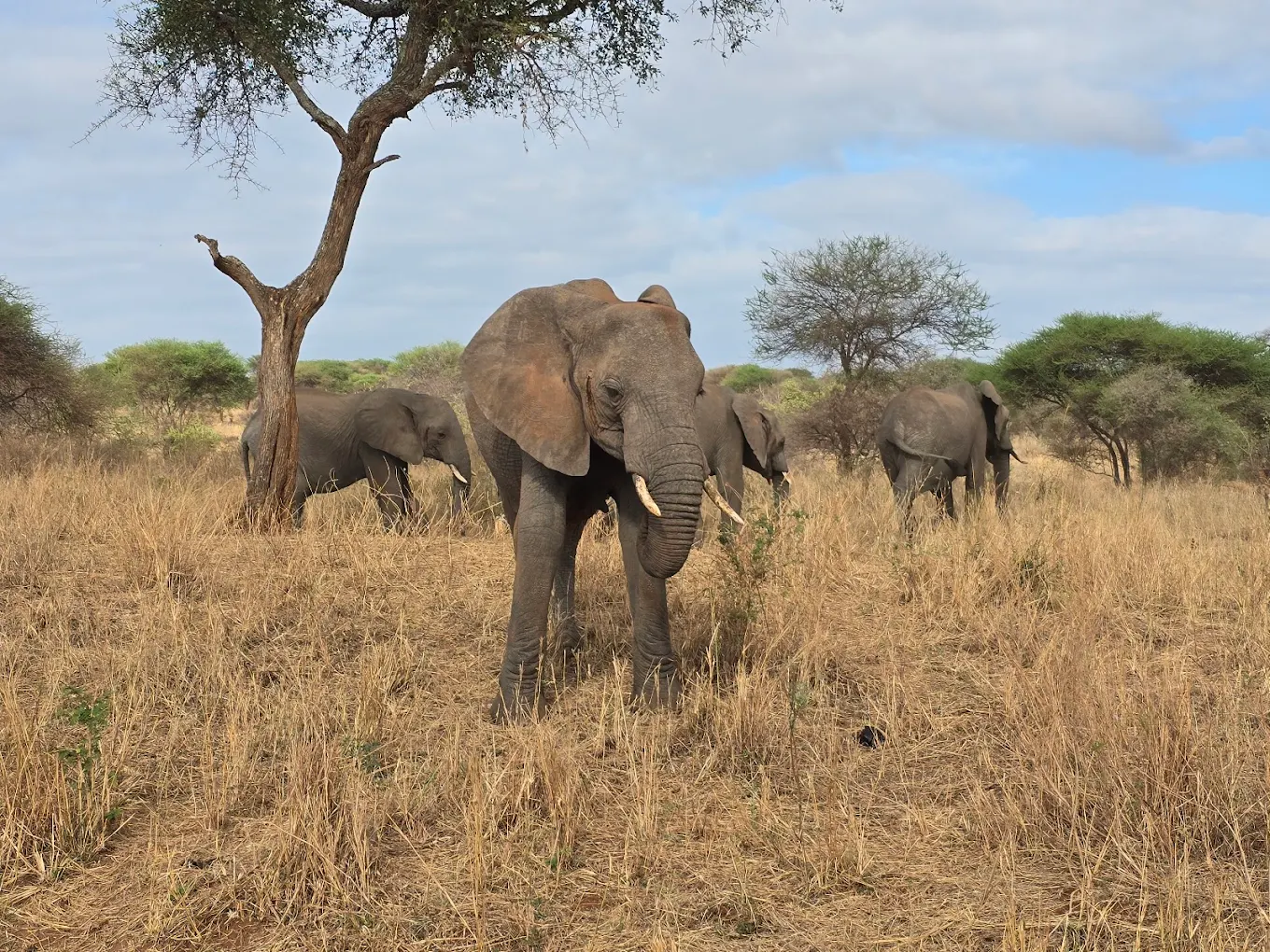 Lions in Tarangire National Park Tanzania