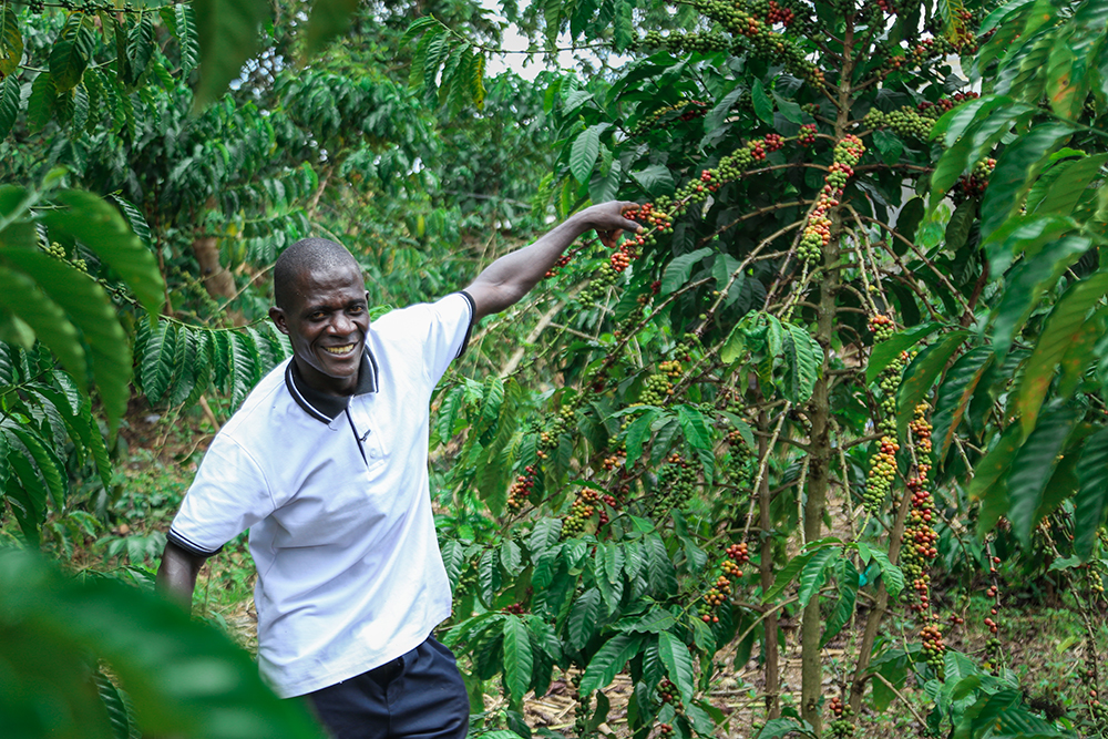 The Kyotera Coffee Project – A Community-Led Luxury Experience
