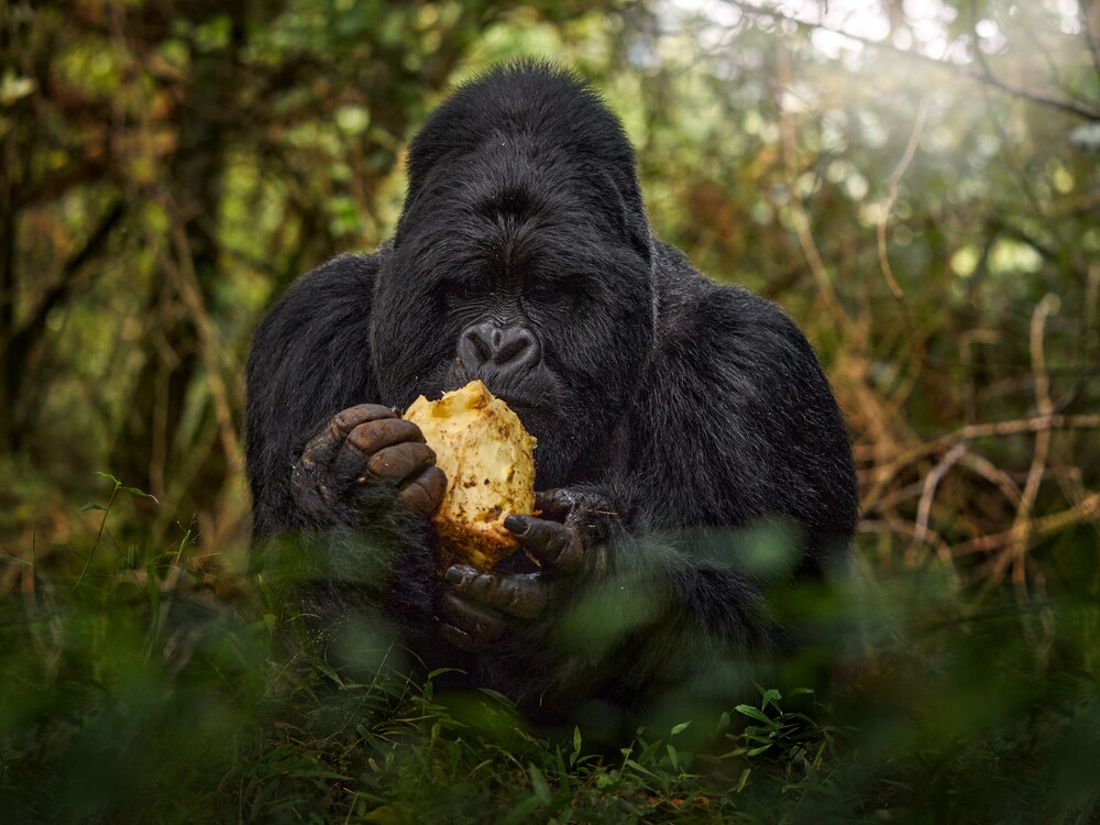 The Best Gorilla Trekking with Nextgen Safaris