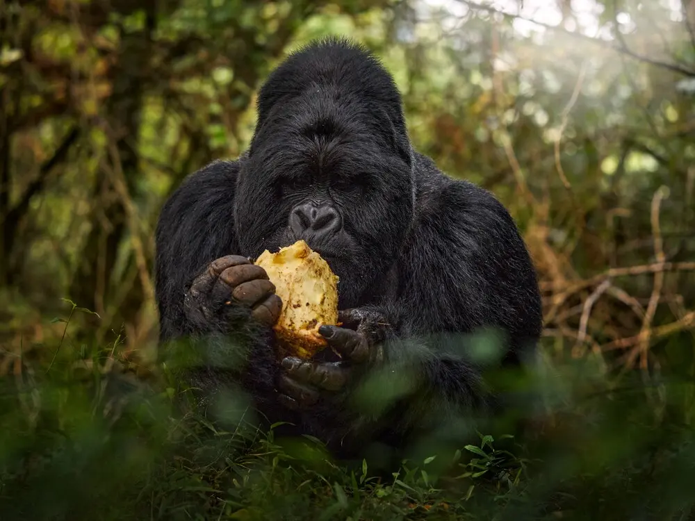 Uganda & Rwanda 