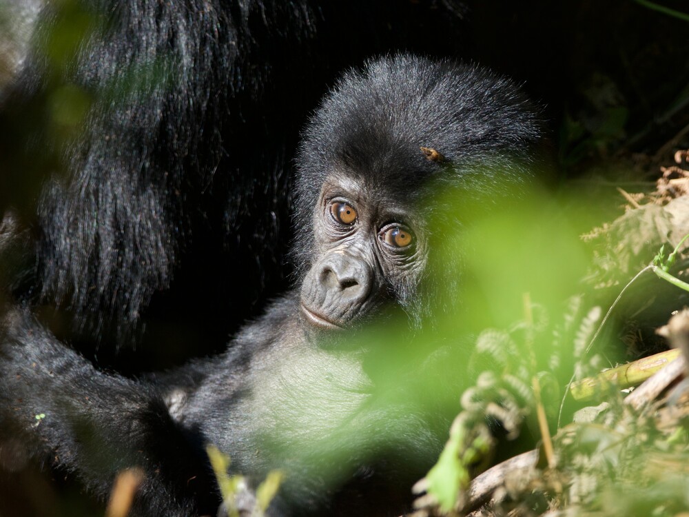 Best Time for Gorilla Trekking from Switzerland
