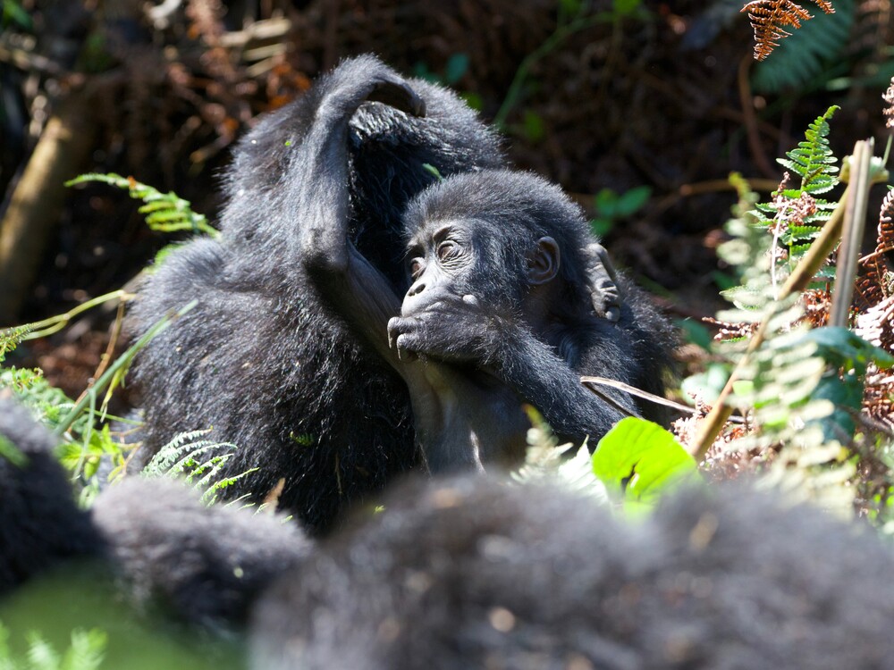 Uganda Gorilla Trekking with Nextgen Safaris