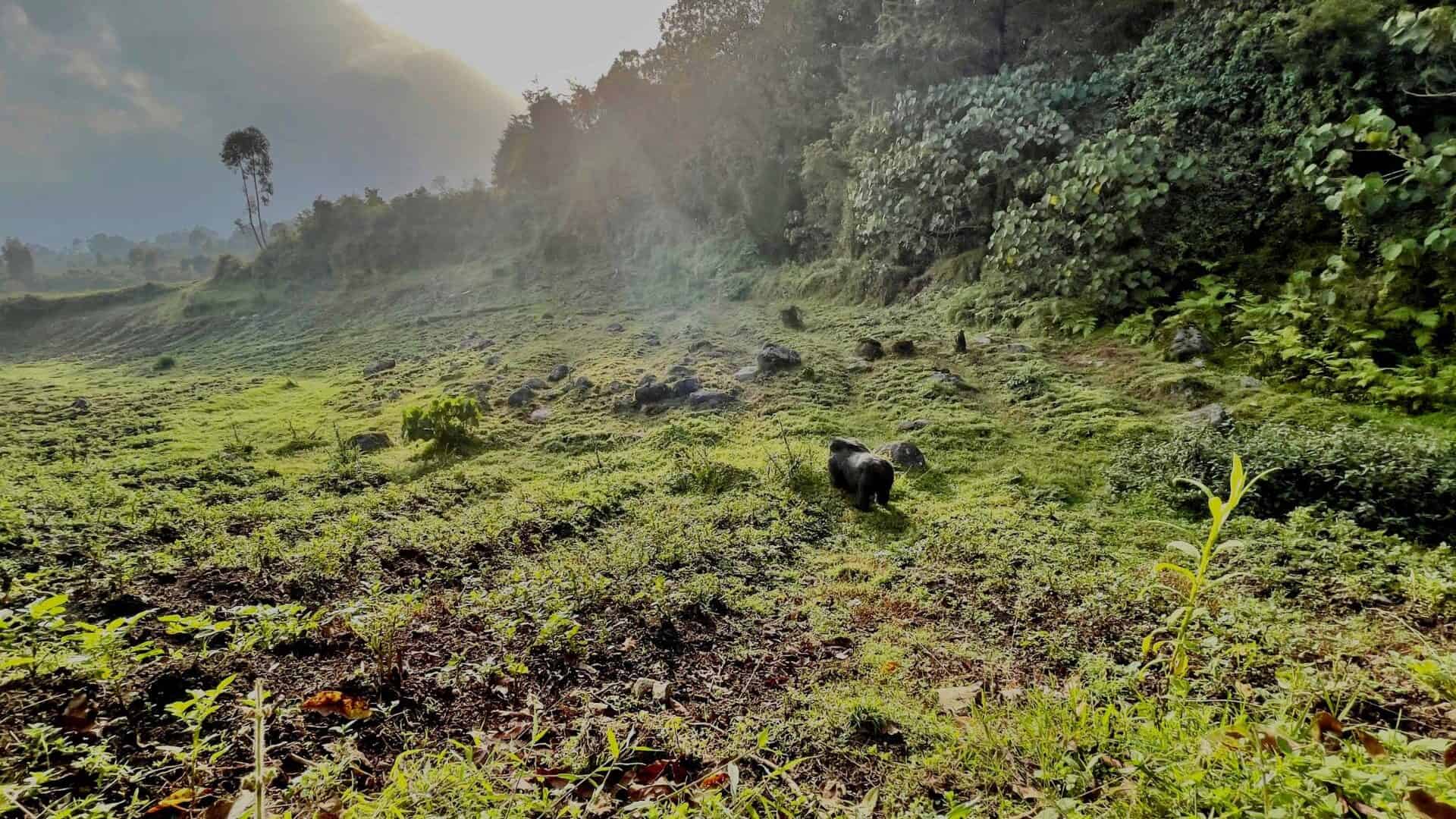Volcanoes National Park Rwanda landscape