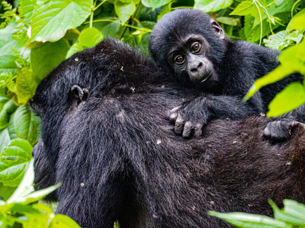 3 Days Gorilla Trekking from Sweden planning and preparation safari