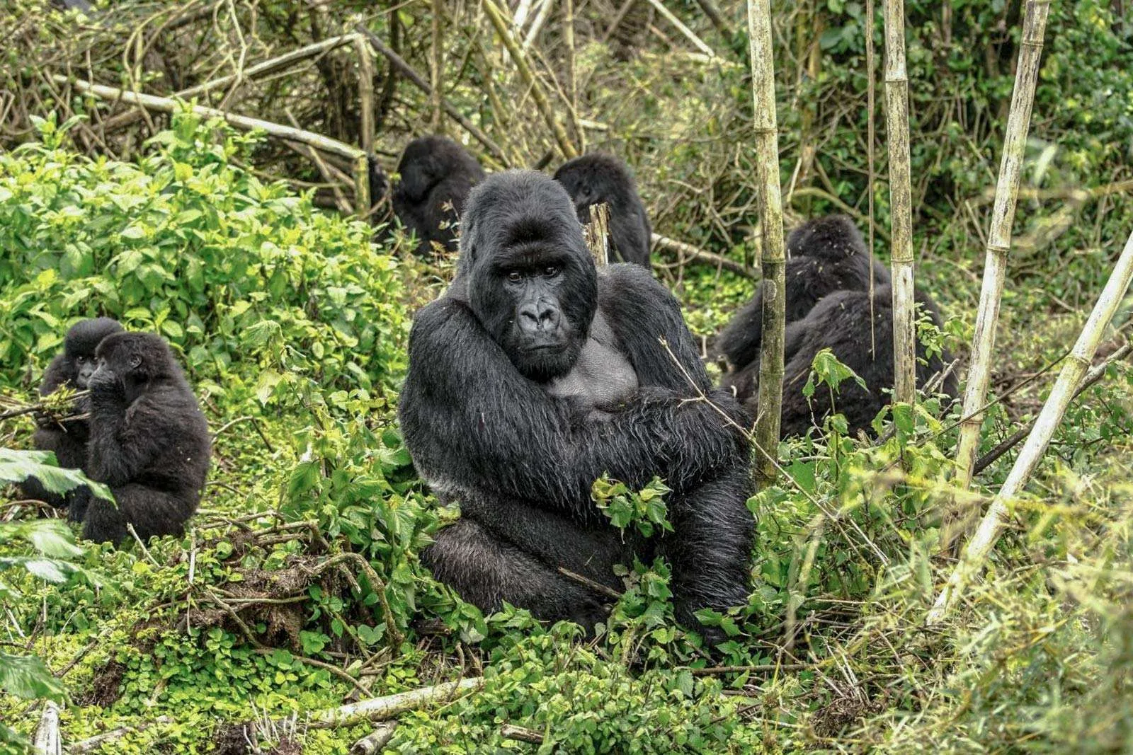 Silverback gorilla encounter in Rwanda with Nextgen Safaris